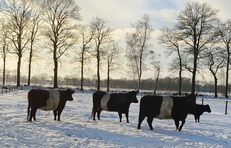 Weer of geen weer, ook bij Lisette Hendriks lopen de koeien gewoon buiten.