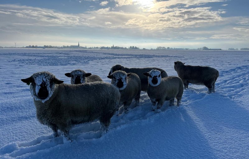 De schapen van Nieuwe Oogst-redacteur Sandra Kuiper in de Friese sneeuw.