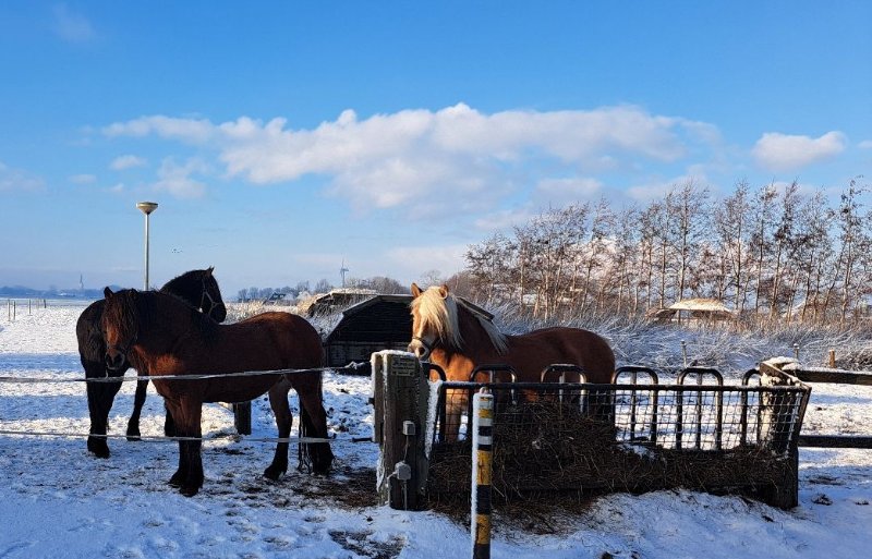 Deze paarden genoten van een winters zonnetje.