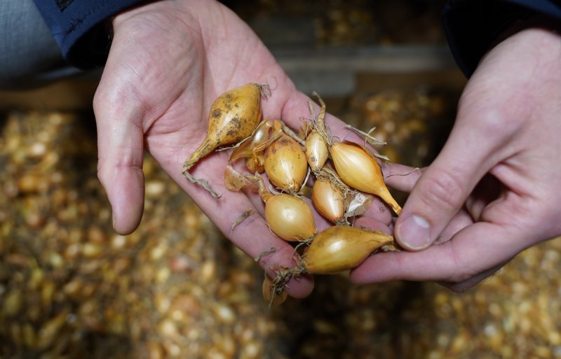 'Elke kilo meeropbrengst in uien is winst. Dat geldt zeker voor een kapitaalintensief gewas als eerstejaars plantuien', vinden Koos Arens en Rick den Dekker van Van Iperen.