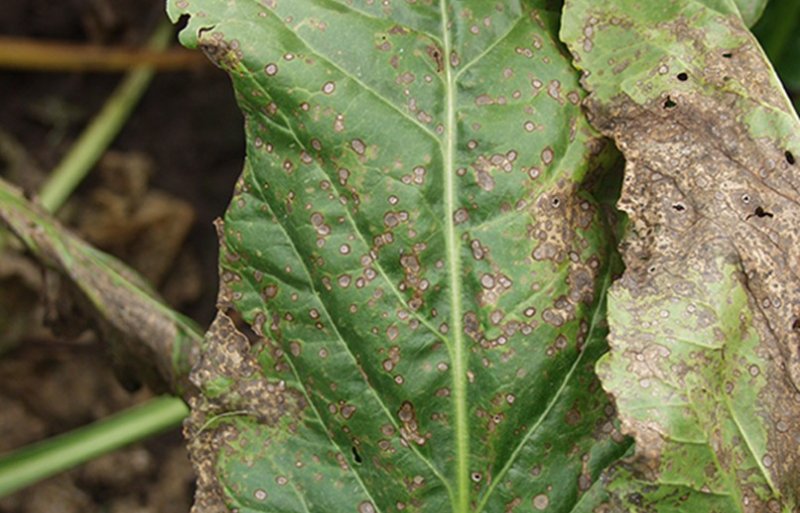 Cercospora zijn ronde grijze vlekjes van 1 tot 3 millimeter met een donkere roodpaarse rand, onregelmatig over het blad verspreid. In de vlekjes zijn met een loep zwarte puntjes te zien. Eerst worden de buitenste bladeren aangetast, later de binnenste bladeren.