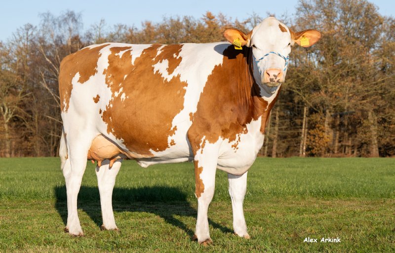 Liesje 390 heeft een vaarsproductie van 9.104 kilo melk, 4,66 procent vet en 3,63 procent eiwit.