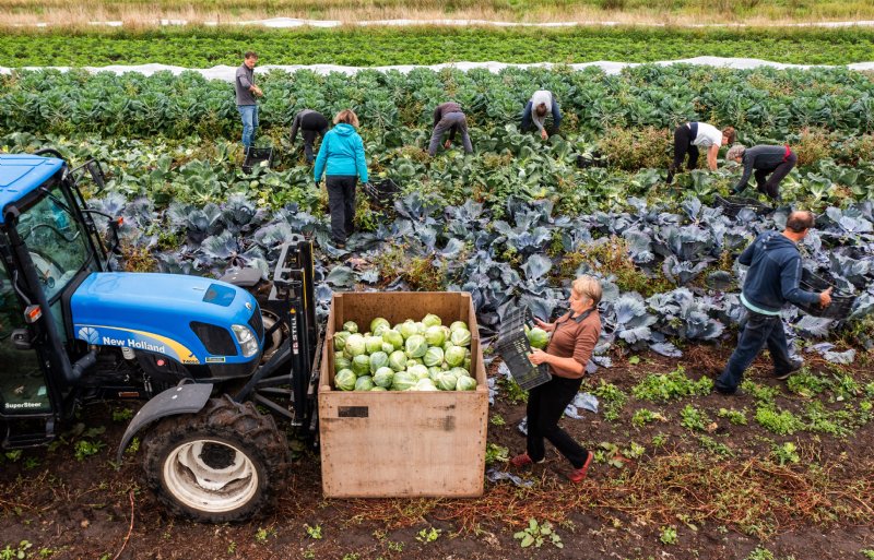 Kolenoogst op boerderij Nieuw Bureveld in het Utrechtse De Bilt, onderdeel van Herenboerderijen.