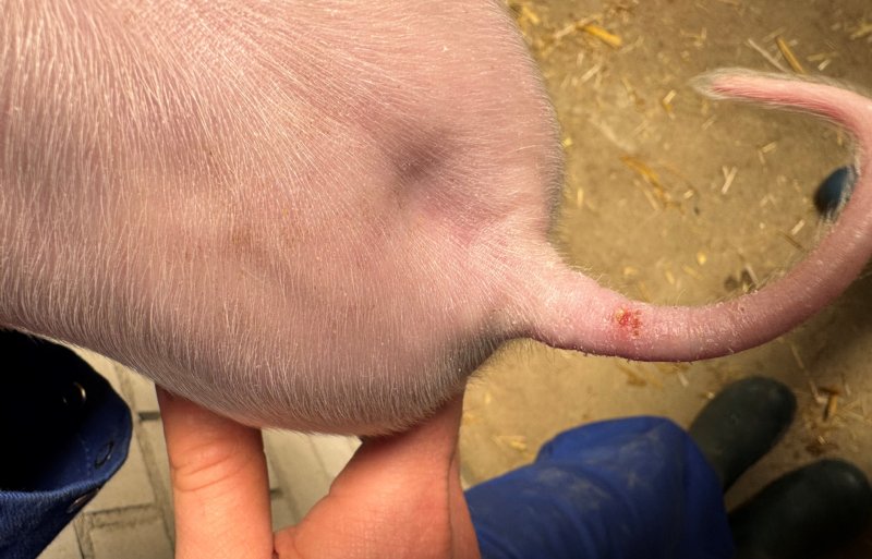 Een staart met een zwelling en ontsteking.
