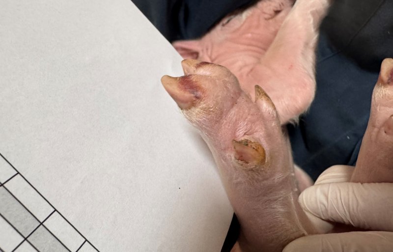 Een gezwollen bal met bloeduitstorting.