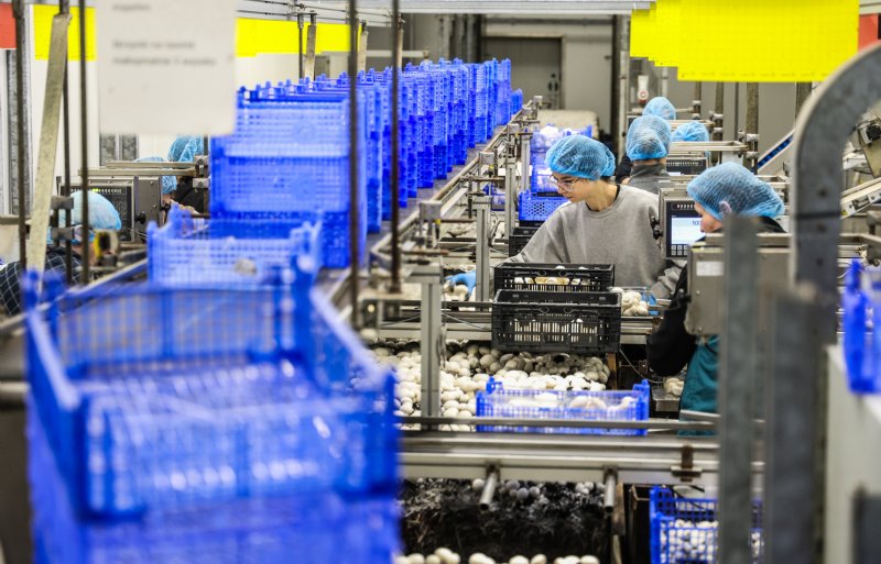 Groeibedden met champignons rollen langs de plukkers. De champignons gaan in doosjes.
