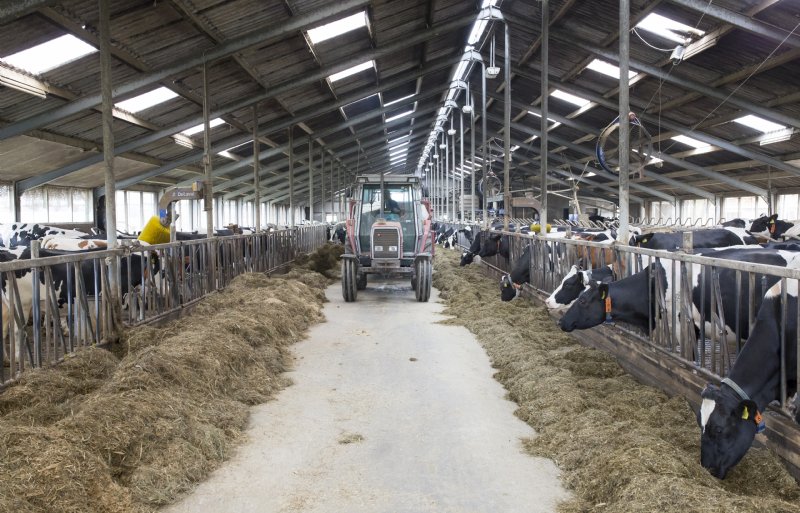 Net als andere deelnemers binnen dit project heeft Sjoerd Reitsma eerst het ruweiwitgehalte in het rantsoen aangepakt. 'Dat hebben we heel geleidelijk gedaan. Elk jaar gingen we iets omlaag.'