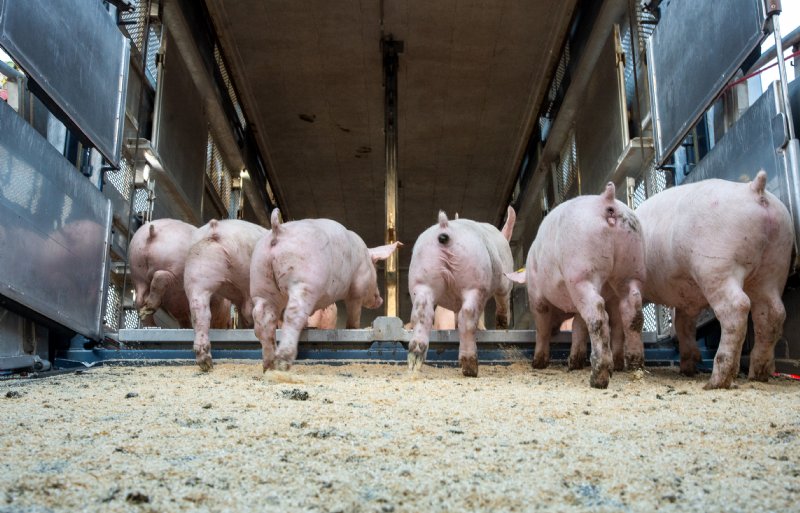 Het transport van 'oranje' varkens levert veel stof tot discussie.