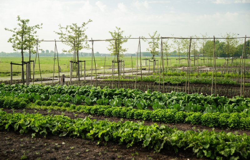 Met de producten uit eigen tuin wordt gekookt in het restaurant.