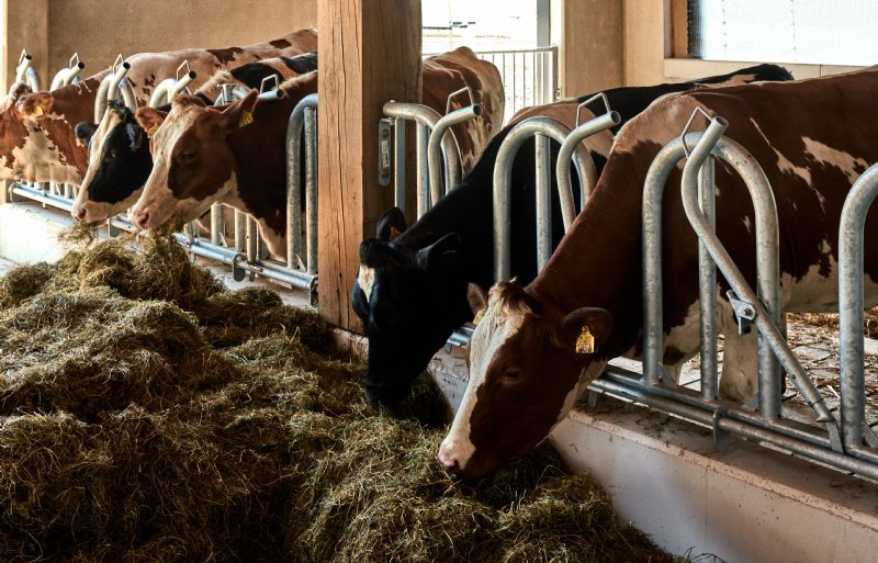 Over-Amstel Boerderij heeft een kleine eigen veestapel.