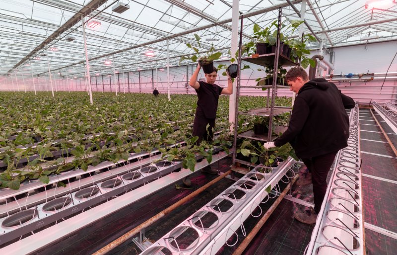 In de gerenoveerde kas komen de nieuwe planten in het teeltsysteem boven de hanggoot.