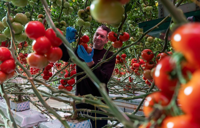 Richard Volkering is tevreden over de opbrengsten in de belichte teelt.  