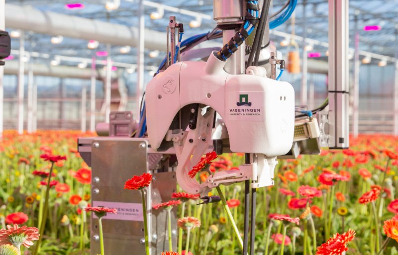 De gerberaplukrobot.