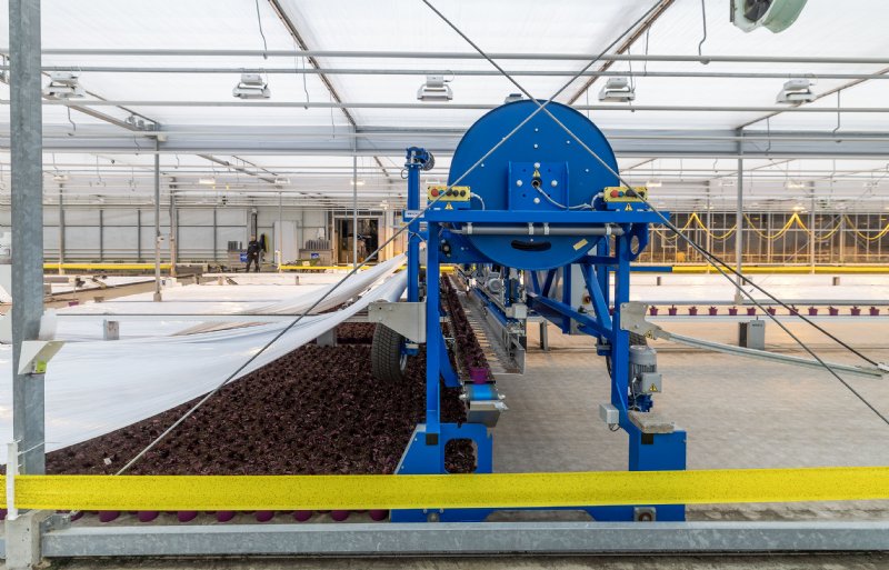 Bij Ammerlaan Sosef kunnen de uitzetrobots de opgepotte sterk in dezelfde werkgang neerzetten en afdekken met folie.