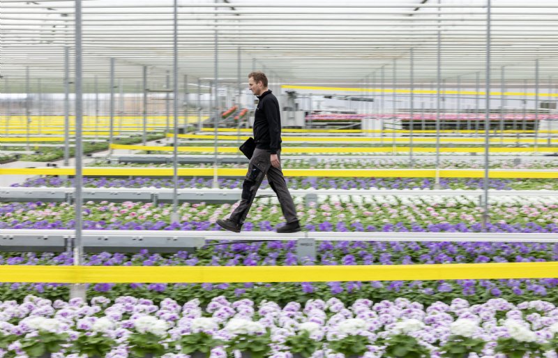 In de kappen staan beloopbare transportbanden die de planten afvoeren naar de verwerking.