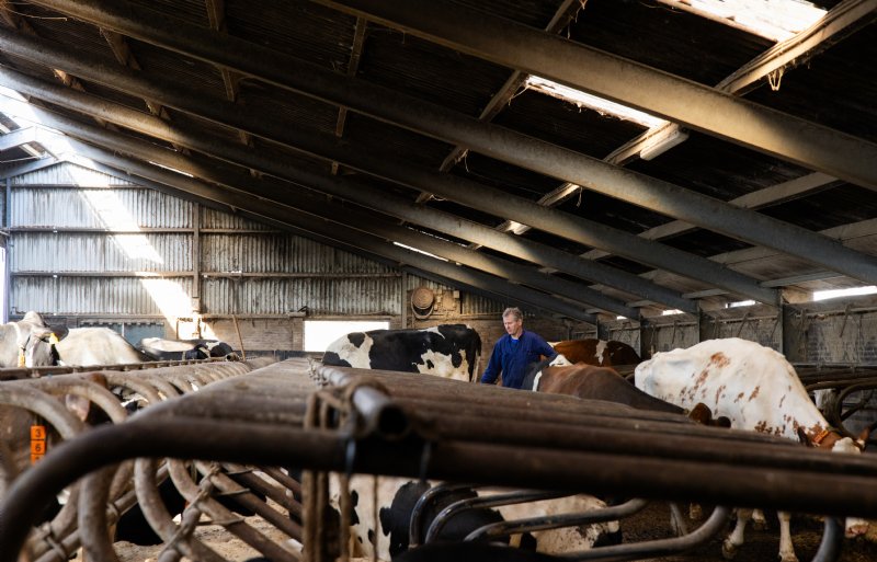 Hans Pronk tussen zijn koeien in de stal.