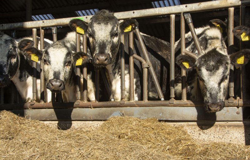 De ondernemers fokken ook Speckle Park-vleesvee op.