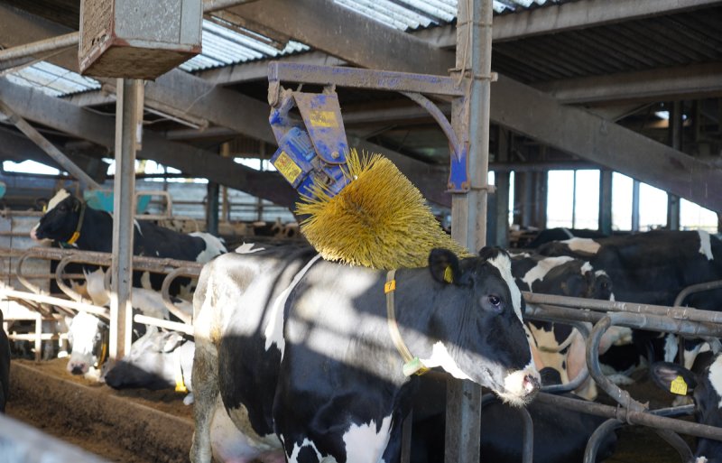 De koeborstel van BW Agri is met 1.050 euro niet al te duur.