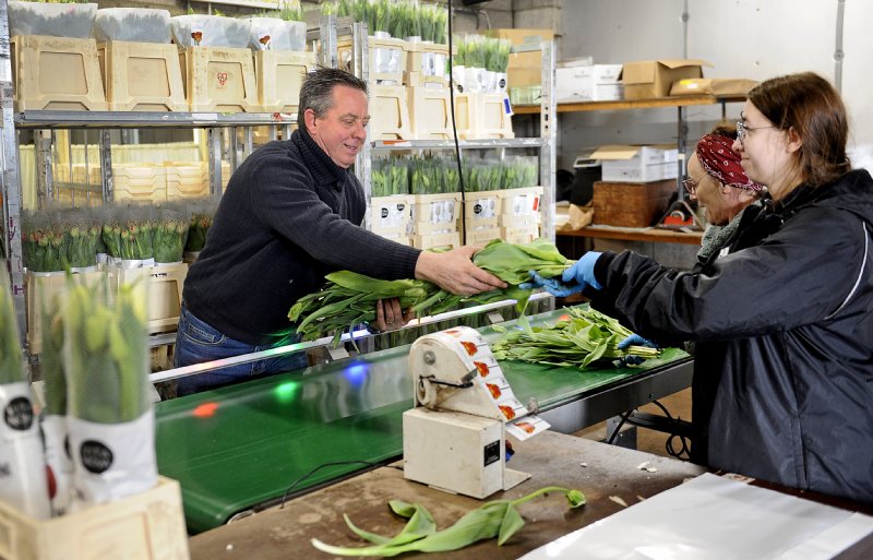 Franse tulpen vergen veel extra aandacht bij de verwerking; ze staan in stevig folie ter bescherming.