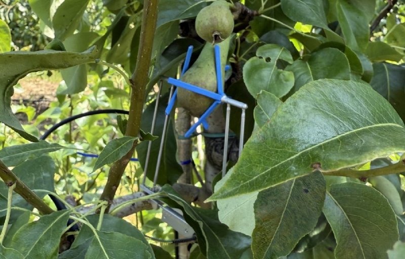 In het groeiseizoen wordt de dendrometer gebruikt voor de vruchtmaat van de Conference.