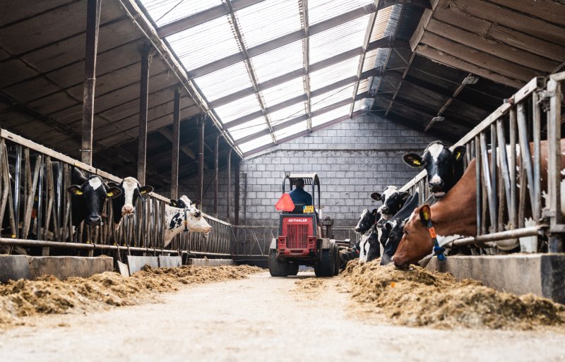 Er wordt één rantsoen gevoerd, voor alle droogstaande en melkgevende koeien. De rest wordt gestuurd met krachtvoer in de robots.
