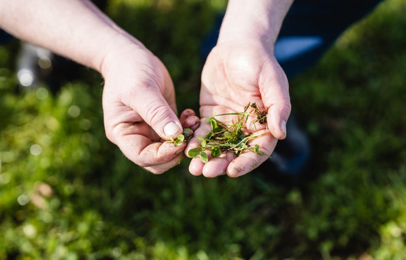 Klavers zijn belangrijk voor de nalevering van stikstof en kruiden zorgen voor een betere droogtebestendigheid.