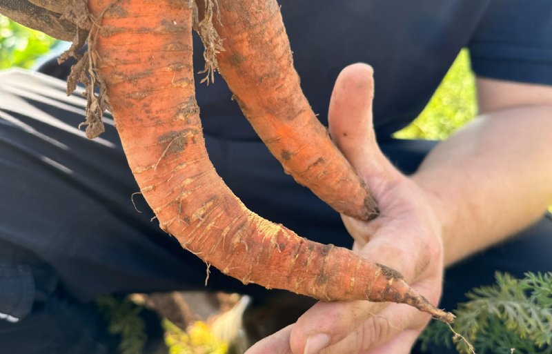 Flexibele wortels vanwege een aantasting door stolbur.