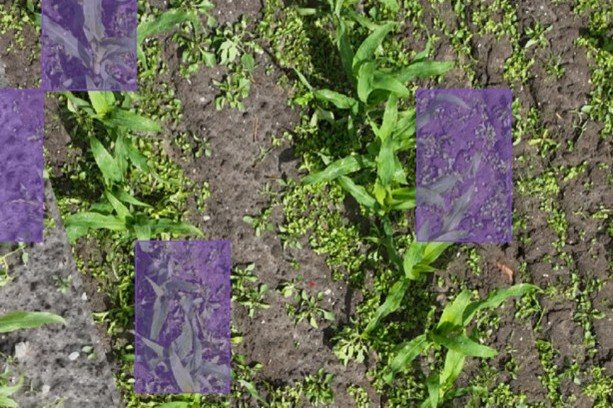 Resultaten van het herkenningsmodel uitgevoerd op dronebeelden in Mapeo. De paarse vakjes geven de aanwezigheid van knolcyperus aan.