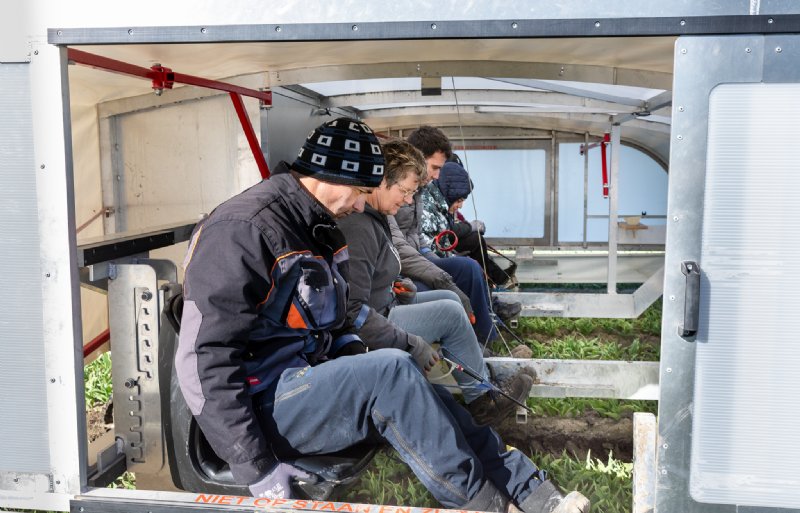 Medewerkers van bollenteler Simon de Jong in het Zeeuwse Tholen gebruiken een selectiekar om tulpen te selecteren.