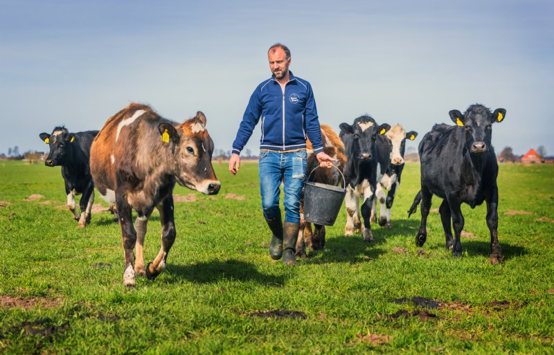 Biomelkveehouder Bartele Holtrop in Rotstergaast (FR)