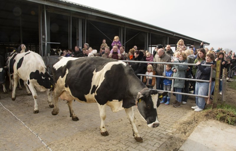 Ongeveer driehonderd belangstellenden zagen de koeien voor het eerst weer naar buiten gaan.