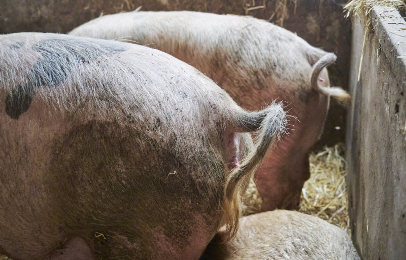 Krulstaarten zijn de norm op het bedrijf.
