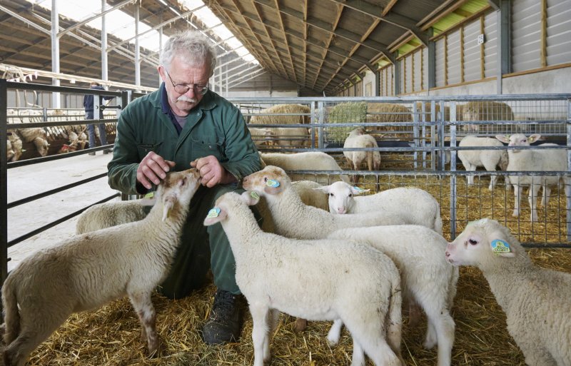 Schaapherder Wim Jans in Zeeland (NB)