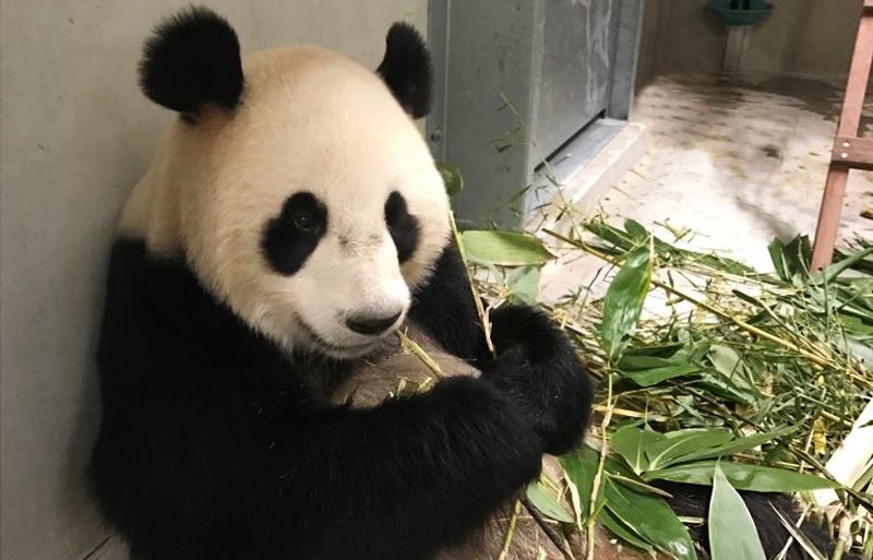 Hoewel er geen panda's te zien zijn, is het lievelingsvoer van deze beer er wel.