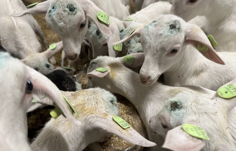 In de stal achter het huis staan zo'n tweehonderd lammetjes.