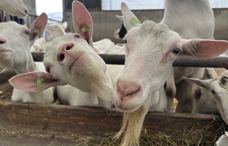 De veestapel wordt in stand gehouden door eigen aanwas.