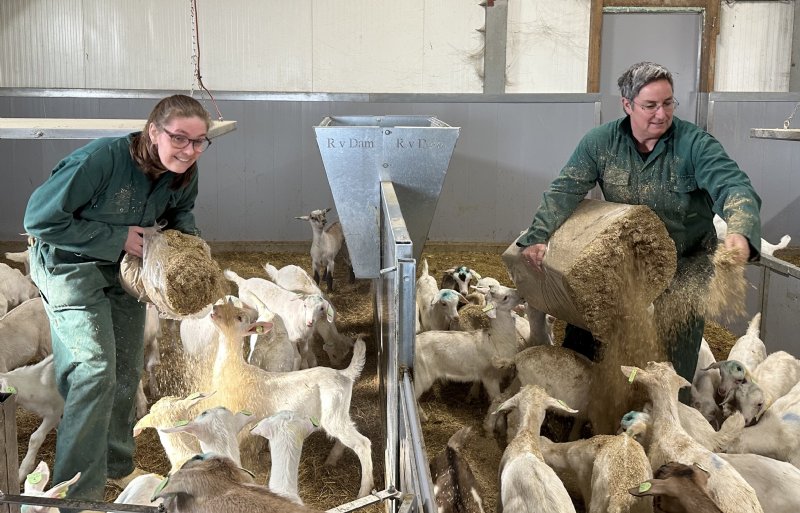 LTO Noord-medewerkers Mirthe van der Vegte en Sacha Wunderink hielpen tijdens de Week van de Vereniging mee op het biologische geitenbedrijf van Maarten en Berdine van Ittersum in het Overijsselse Kamperveen.