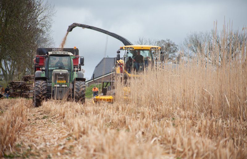 Miscanthusoogst in Bemmel.