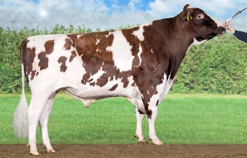 Rise Up gaat aan kop bij de genomicsstieren.