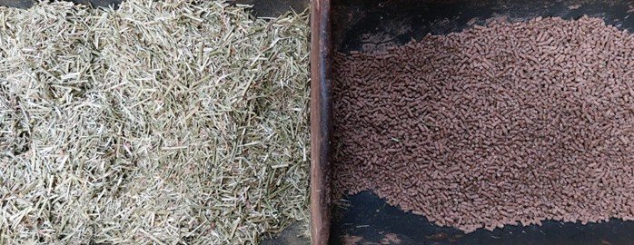 Ook jongveebrok is belangrijk voor kalveren, vooral voor de ontwikkeling van de pens.