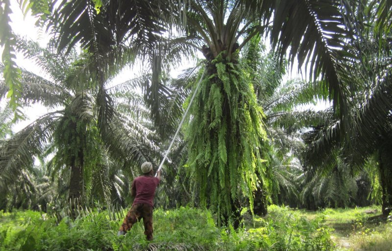 Een werknemer gaat aan de slag op een palmolieplantage in West-Kalimantan (Indonesië).