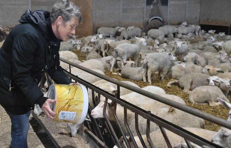 Helma Zweemer voert de schapen.