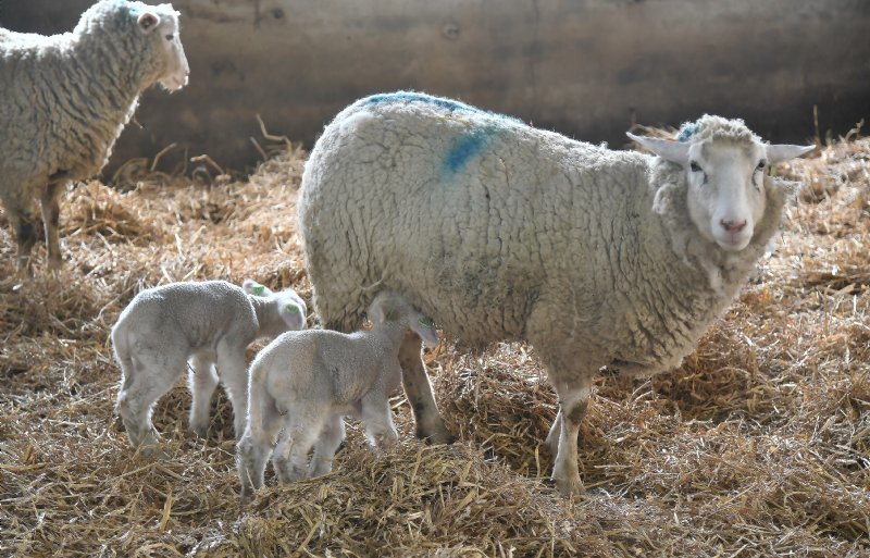 De ooien lammeren binnen af.