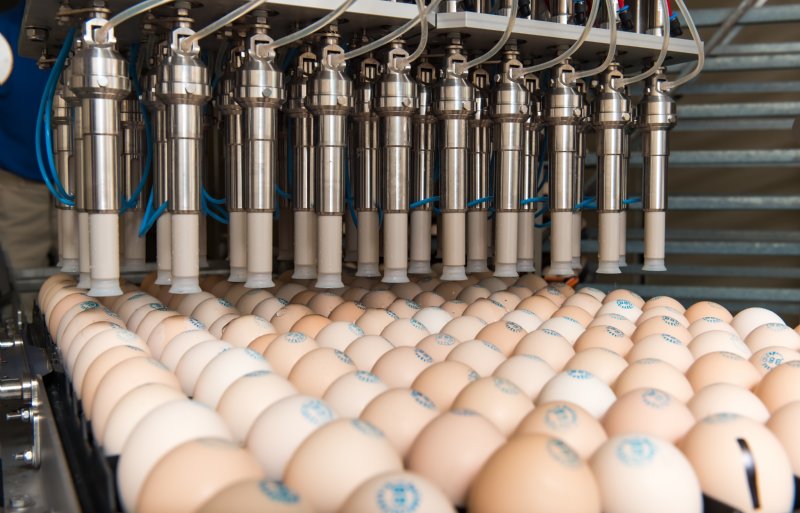 Vaccineren tegen vogelgriep kan in-ovo.