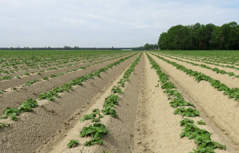 Virusbeheersing is zonder twijfel de grootste uitdaging in de pootgoedteelt.