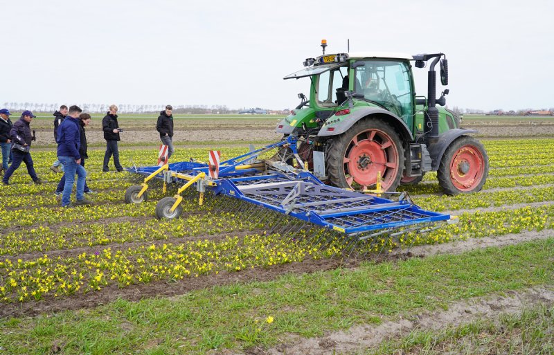 Bij mechanische onkruidbestrijding in de bollenteelt blijft de wiedeg basis.