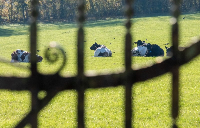 Koeien op een landgoed in Zuid-Nederland.