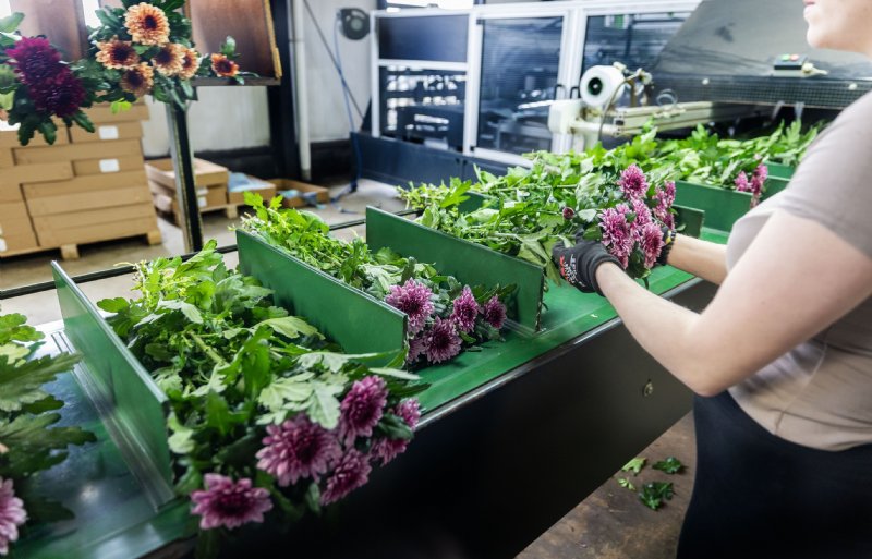 Voor de kwaliteit en het gewicht van de bloemen is het kunnen doseren van voldoende CO2 enorm belangrijk.
