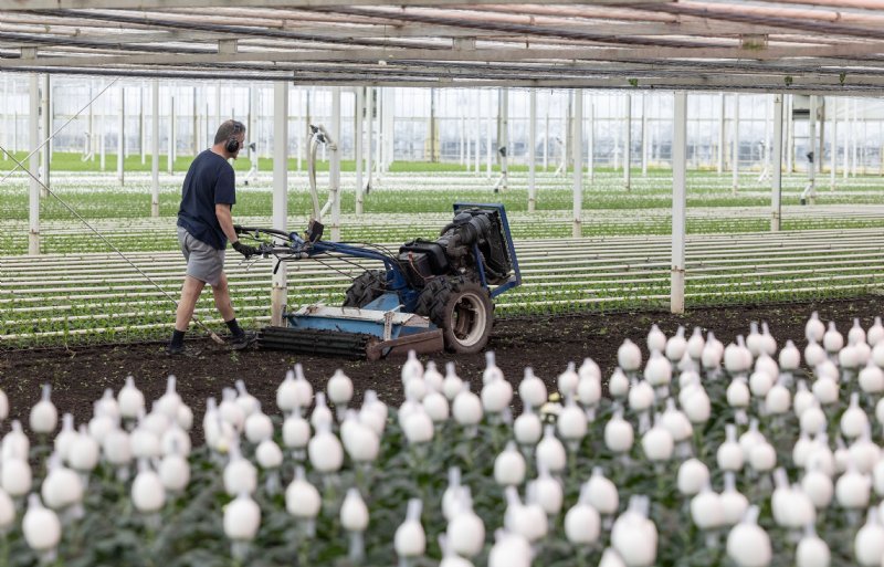 Na het snijden van de bloemen worden vakdelen direct weer klaargemaakt voor een volgende teeltronde.