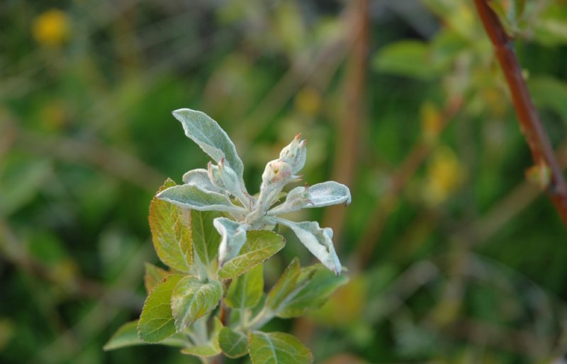 Meeldauw groeit vanuit de knop mee in het blad. Door deze meeldauwpluimen weg te knippen, wordt verspreiding van sporen voorkomen.